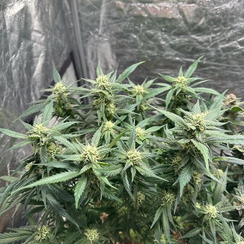 Gorilla Cookies growlog timeline photo