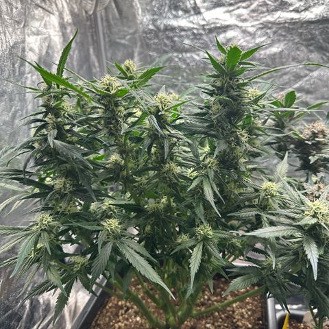 Gorilla Cookies growlog timeline photo