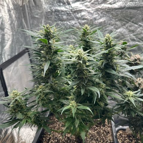 Gorilla Cookies growlog timeline photo