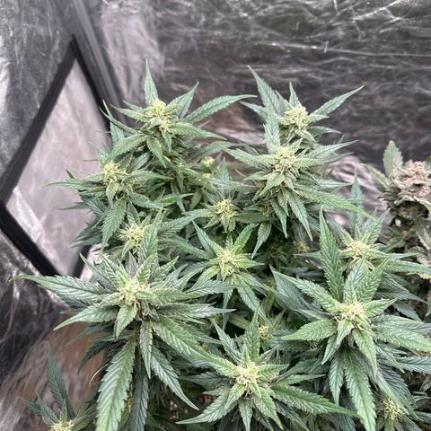 Gorilla Cookies growlog timeline photo