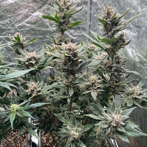 Banana Purple Punch growlog timeline photo