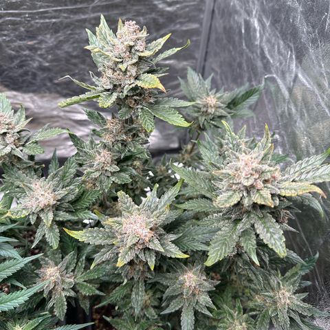 Banana Purple Punch growlog timeline photo