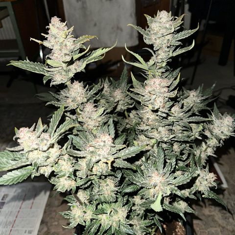 Banana Purple Punch growlog timeline photo