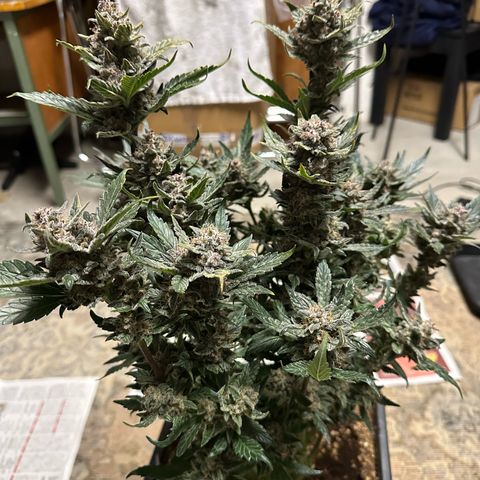 Banana Purple Punch growlog timeline photo