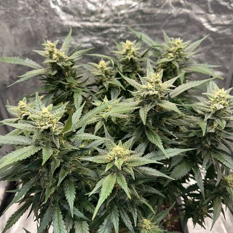 Gorilla Cookies growlog timeline photo
