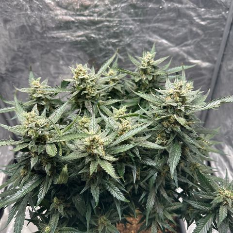 Gorilla Cookies growlog timeline photo