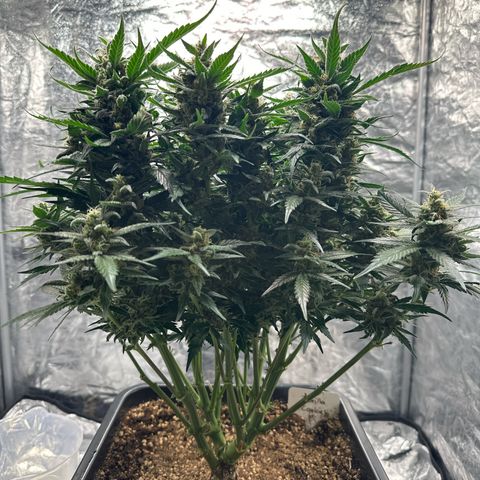 Gorilla Cookies growlog timeline photo