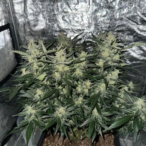 Gorilla Cookies growlog timeline photo