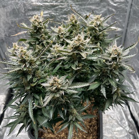 Gorilla Cookies growlog timeline photo