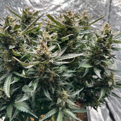 Gorilla Cookies growlog timeline photo