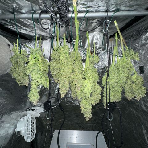 Gorilla Cookies growlog timeline photo