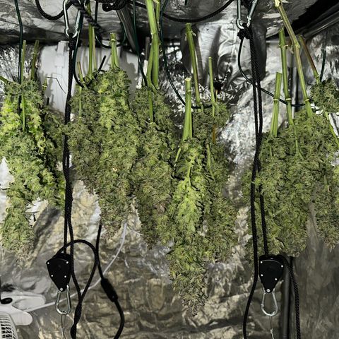 Gorilla Cookies growlog timeline photo