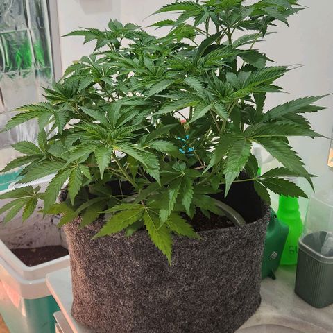 Gelato x purple punch #1 growlog timeline photo
