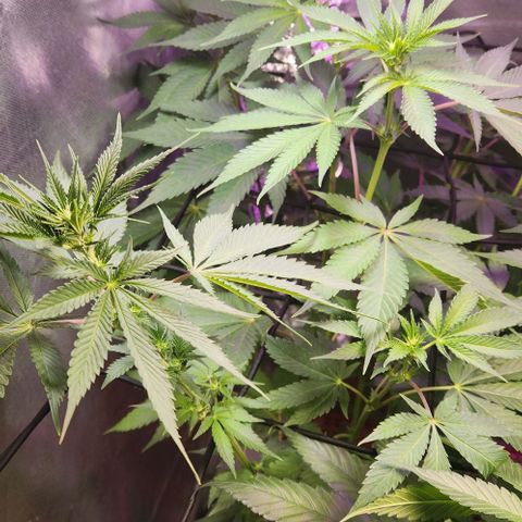 Gelato x purple punch #1 growlog photo: Floracao em andamento 