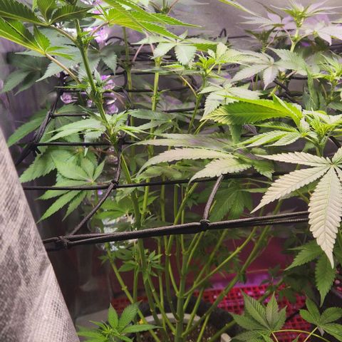 Gelato x purple punch #1 growlog timeline photo