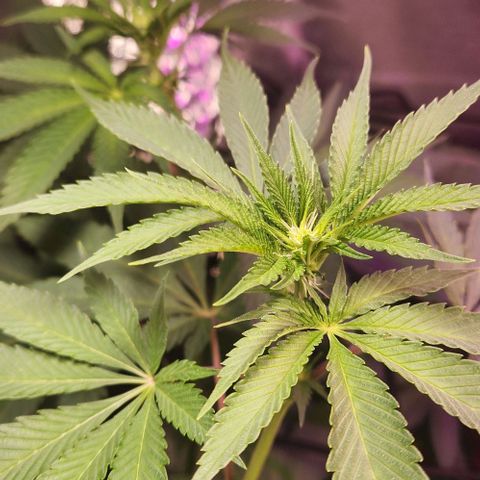 Gelato x purple punch #1 growlog timeline photo