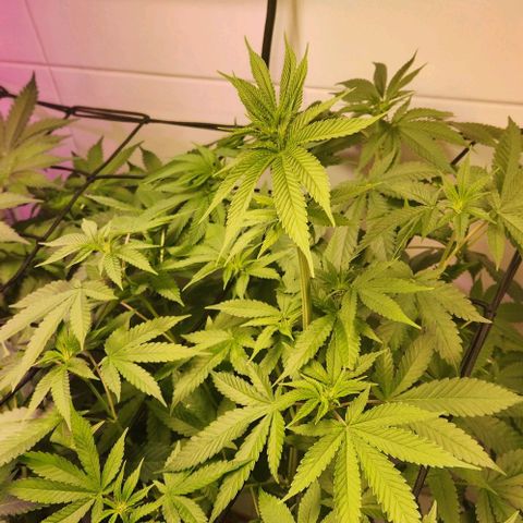 Cookies x purple punch #1 growlog timeline photo