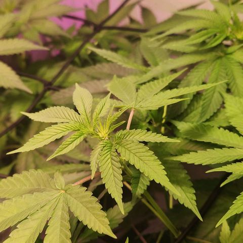 Cookies x purple punch #1 growlog timeline photo