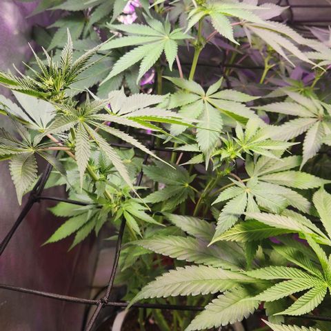 Gelato x purple punch #1 growlog timeline photo