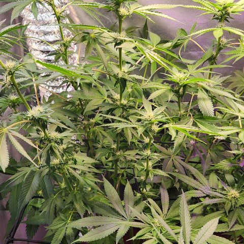 Gelato x purple punch #1 growlog photo: Floracao entrando na terceira semana 