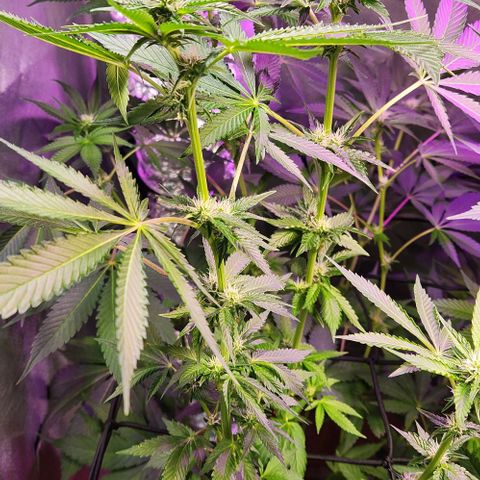 Gelato x purple punch #1 growlog timeline photo