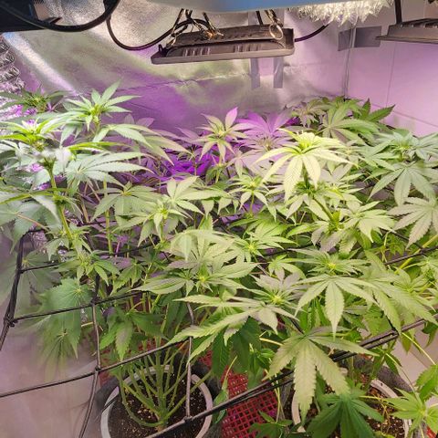 Gelato x purple punch #1 growlog timeline photo