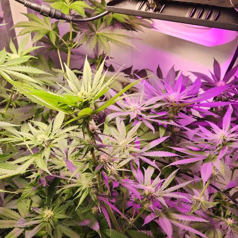 Cookies x purple punch #1 growlog photo: Coloquei o led cob sobre a area acima da planta que tinha desenvolvido menos em altura, em torno de 900 ppfd no topo dessa area do scrog
