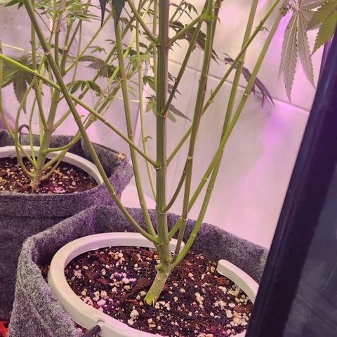 Cookies x purple punch #1 growlog photo: Poda lolypop agressiva, apos as podas foram feitas pulverizacao com silicato de potassio nos caules 