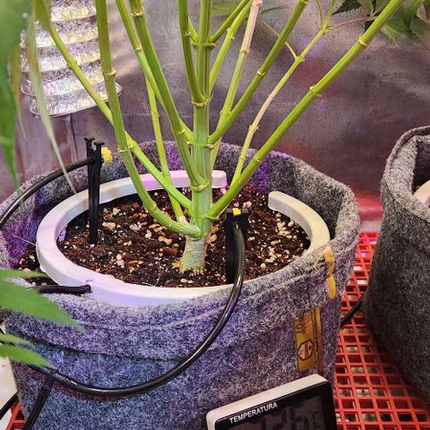 Gelato x purple punch #1 growlog photo: Desenvolvomento absurdo do caule e sistema vascular. Essa planta apresentou altissimo poder de ramificacao 