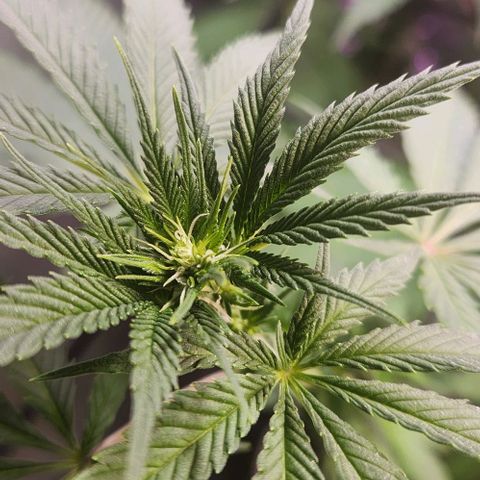 Gelato x purple punch #1 growlog photo: Primeiros pistilos se formando 