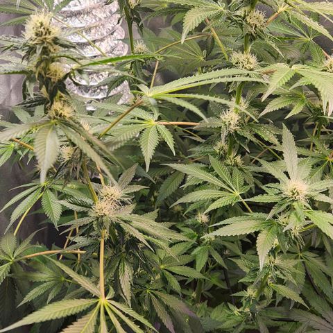 Gelato x purple punch #1 growlog timeline photo