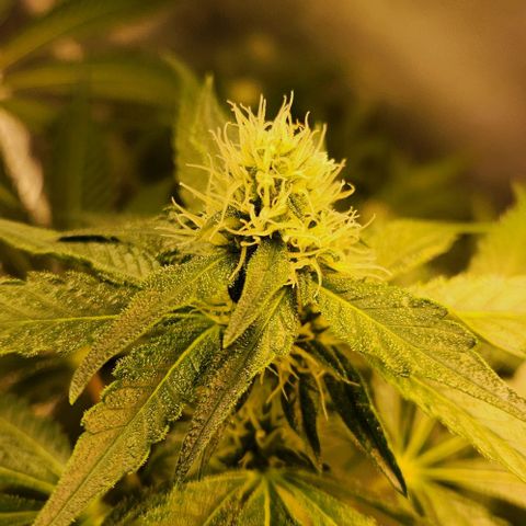 Gelato x purple punch #1 growlog photo: Flores comecando a resinar 
