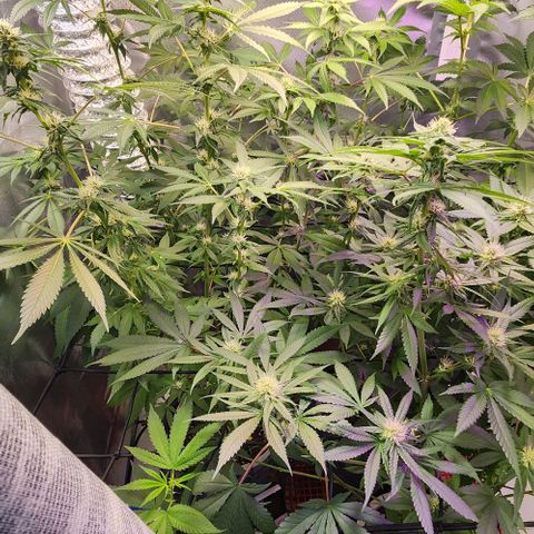 Gelato x purple punch #1 growlog photo: A esquerda gelato purple e sua floracao 