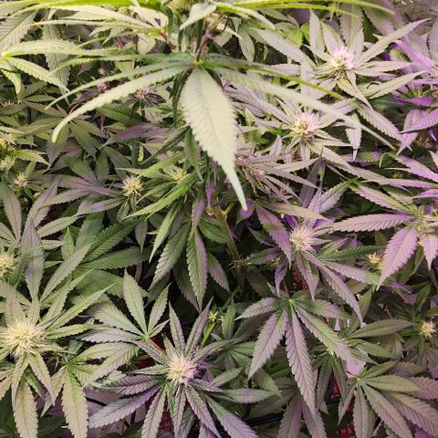 Cookies x purple punch #1 growlog timeline photo