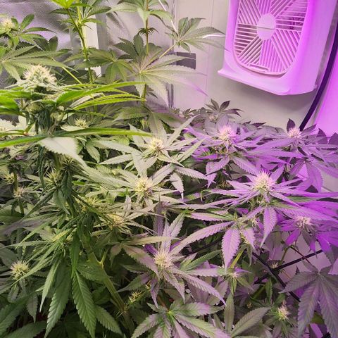 Cookies x purple punch #1 growlog timeline photo