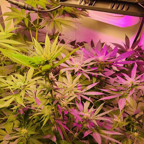 Cookies x purple punch #1 growlog timeline photo