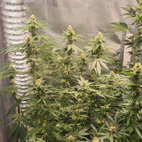 Gelato x purple punch #1 growlog timeline photo
