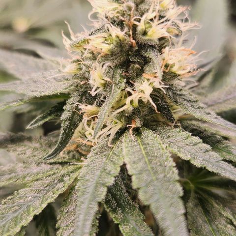 Cookies x purple punch #1 growlog timeline photo