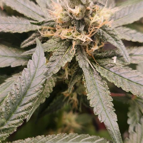 Cookies x purple punch #1 growlog timeline photo