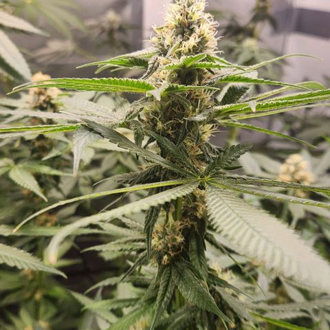 Cookies x purple punch #1 growlog timeline photo