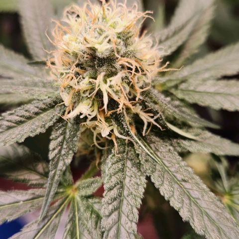 Cookies x purple punch #1 growlog timeline photo