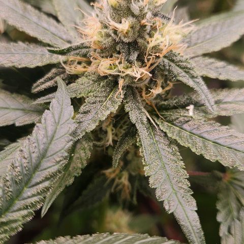 Cookies x purple punch #1 growlog timeline photo
