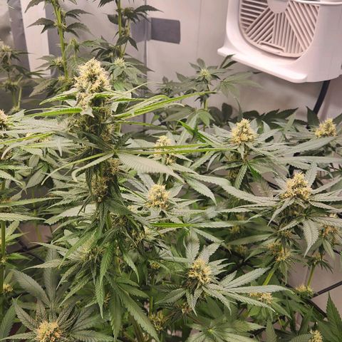 Cookies x purple punch #1 growlog timeline photo