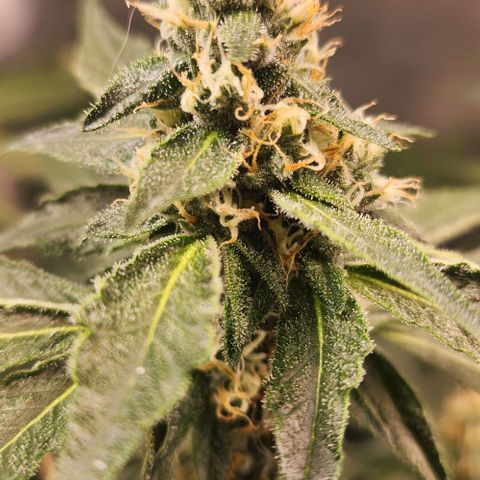 Gelato x purple punch #1 growlog timeline photo