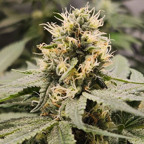 Gelato x purple punch #1 growlog photo: Buds com bastante resina.