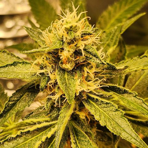 Gelato x purple punch #1 growlog photo: Buds com bastante resina.