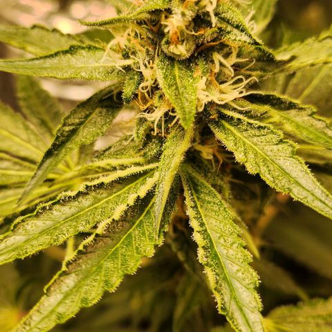 Gelato x purple punch #1 growlog photo: Buds com bastante resina.