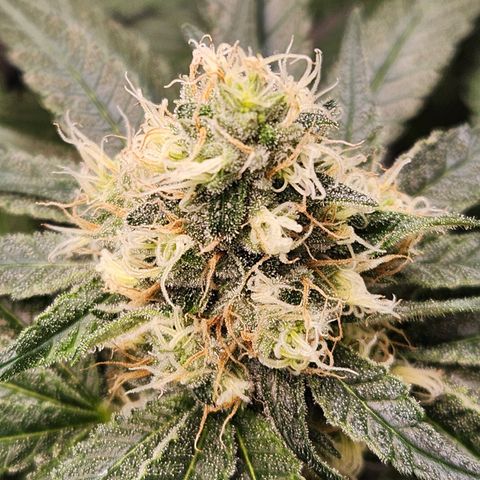 Cookies x purple punch #1 growlog timeline photo