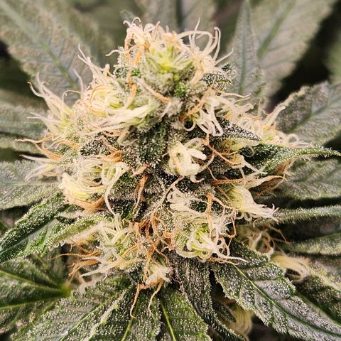 Cookies x purple punch #1 growlog timeline photo