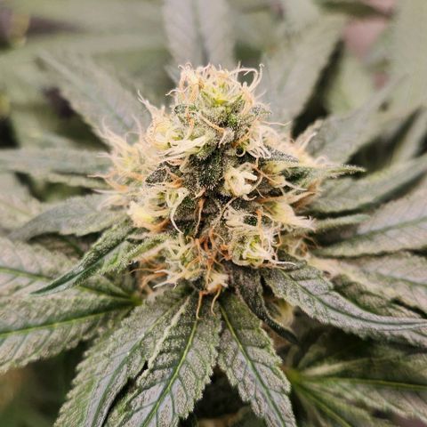 Cookies x purple punch #1 growlog timeline photo